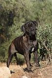 CANE CORSO 075